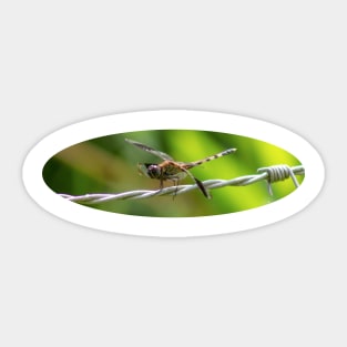 dragonfly Sticker